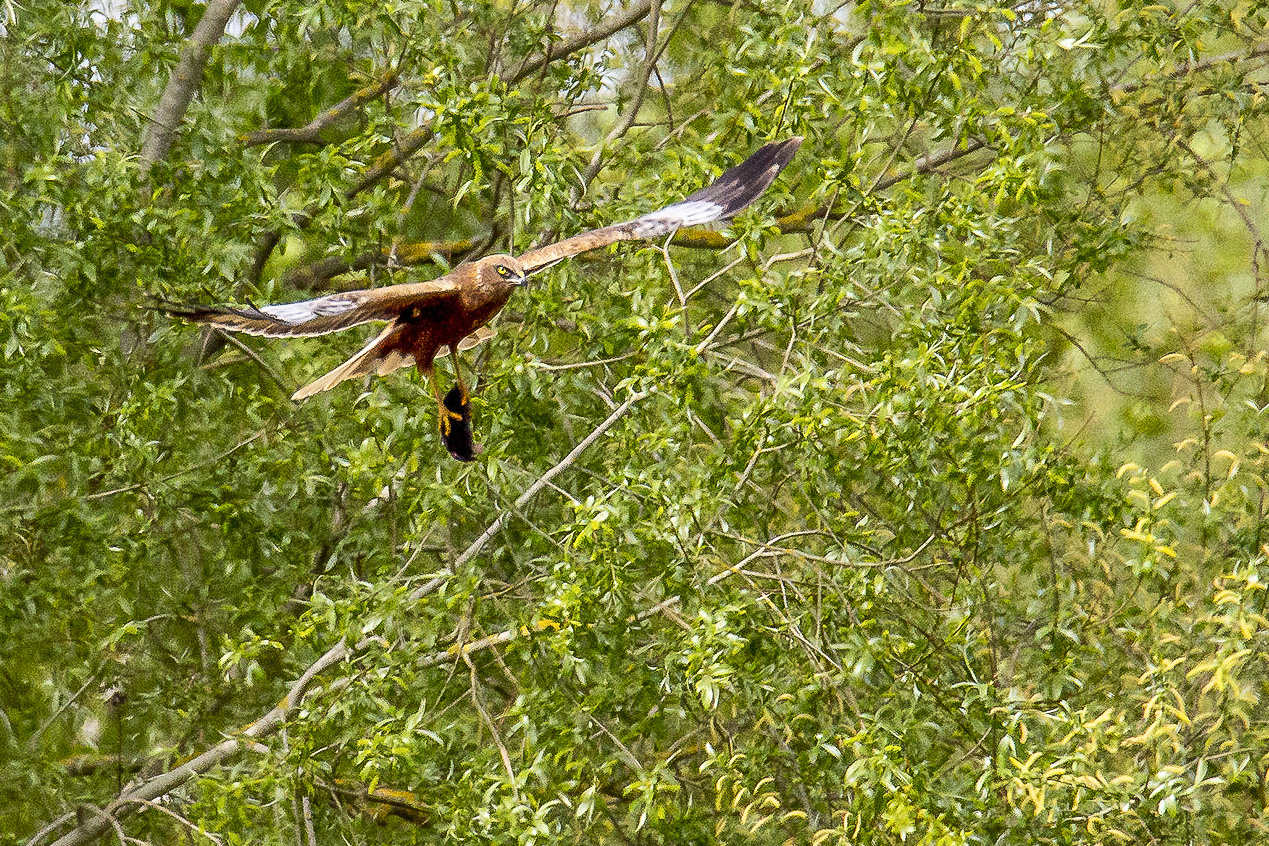 Busard des roseaux (Western Marsh harrier, Circus aeruginosus), mâle adulte nuptial apportant un petit rongeur à sa progéniture, Réserve Naturelle de Mont-Bernanchon, Hauts de France. Photo Hervé Touzart.